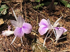 018 Jardin Botanique